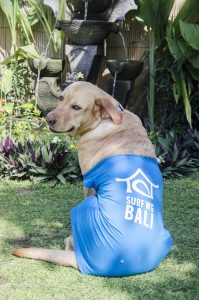 Surf WG Surfcamp Bali Surfcamp Hund